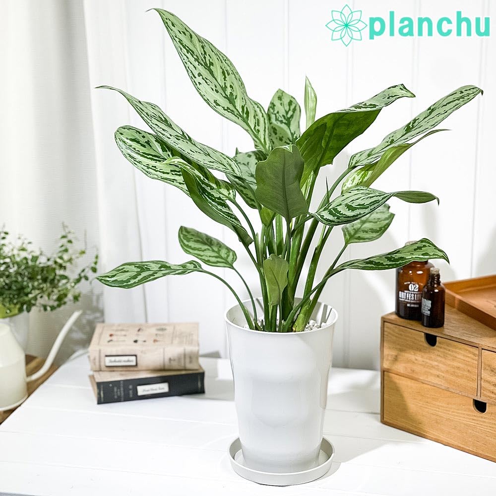 アグラオネマ　キラークイーン Amazon.co.jp: PLANCHU 観葉植物 アグラオネマ シルバークイーン